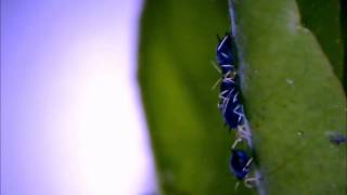 Birth of an aphid  Geburt einer Blattlaus [upl. by Ydassac]