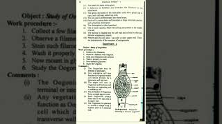 oedogonium practical zoology bsc part 1 [upl. by Aiynat]