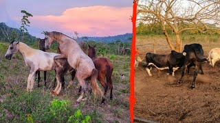 COBERTURA DE GARANHÃO E MINI BOI BRIGANDO COM MARRUCO DEU RUIM APOS A CAVALGADA [upl. by Birgit]