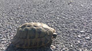 Hermanns tortoise Testudo hermanni   Greek tortoise [upl. by Oram]