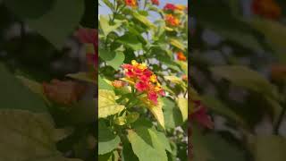 🌸🌺🏵 lantana plant natureplant flowers floweringplant [upl. by Eanyl]