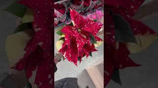 Variegated PoinsettiaVariegatedPoinsettiaPoinsettiaCareChristmasStarHolidayDecor [upl. by Nnylsor]