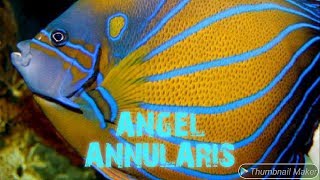 Memelihara Angel Annularis  Keeping Annularis Angelfish Pomacanthus annularis [upl. by Hirza479]