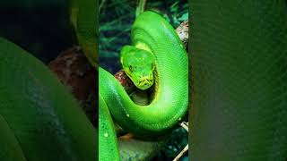 ¡Te sorprenderá 🤯 Cómo NACEN las SERPIENTES🐍 🔍 viralshorts serpientes shorts [upl. by Khosrow81]