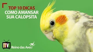 Top 10 dicas Como Amansar Calopsita [upl. by Torrey]