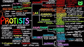 Protists  Evolution amp Phylogeny 05  Biology  PP Notes  Campbell 8E Ch 28 [upl. by Katinka]