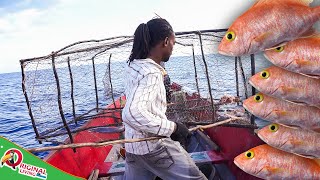 Harvesting Fish Pots Sunday Morning  Catch Silk Snappers [upl. by Slaby]