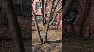 NYCHA  Union Ave Consolidation Claremont Parkway [upl. by Modestia]