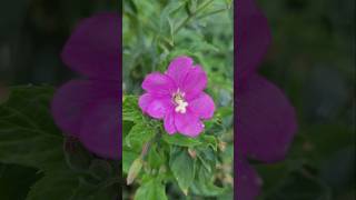 Zottiges Weidenröschen Epilobium hirsutum flowers [upl. by Barcot681]