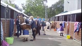 Caspians at HOYS 2017 [upl. by Mikel926]