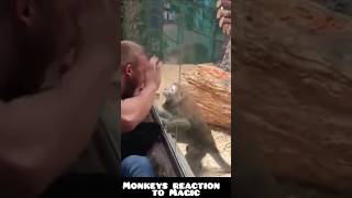 Monkkeys reaction to Magic funny shorts shortvideo monkey magic reaction [upl. by Haroved570]