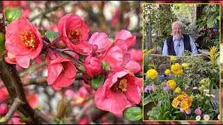 COGNASSIERS DU JAPON DES FLEURS À PROFUSION ET DES FRUITS COMESTIBLES Le Quotidien du Jardin N°352 [upl. by Leemaj]