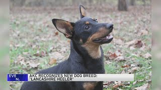 Meet the newest breed to join the American Kennel Club a little dog with a big smile [upl. by Akinat]