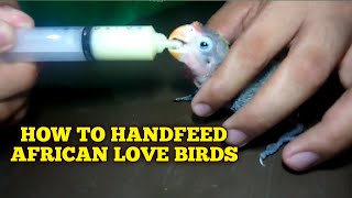 How to handfeed African lovebirds [upl. by Nala]