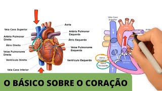 ANATOMIA E FISIOLOGIA CARDÍACA BÁSICA  O básico sobre o coração [upl. by Yadseut]