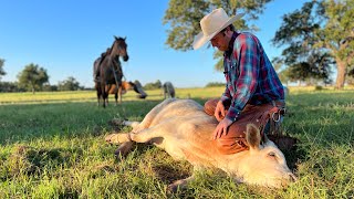 One man pasture doctoring  Low stress stockmanship  Pasture roping [upl. by Fleming]