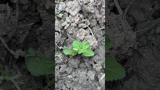 Lantana Successful Propagation 🌱💕✨ lantana ytshorts [upl. by Ecyned]