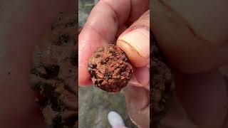 Rudraksha  Panch Mukhi  Himalayas of Sikkim 🙏🌷🙏🌷himalayas harharmahadev sikkim [upl. by Elinad]