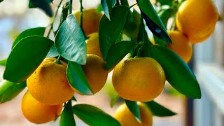 Texas Citrus  Republic of Texas Orange Seto Satsuma Calamoundin and Ponkan Mandarin [upl. by Sherfield]