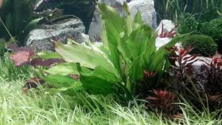 Aquarium grown echinodorus cordifolius [upl. by Gerrit]