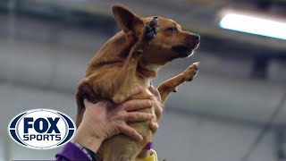 Best of the 2018 Masters Agility Championships  WESTMINSTER DOG SHOW 2018  FOX SPORTS [upl. by Nesyt]