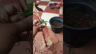 Chinese balsam water propagation viralshort sinukg [upl. by Griff]