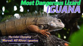 IGUANA The Most Dangerous LizardColorful Lizard Iguana Dangerous Reptile Iguana mentor world [upl. by Cindra]