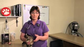 Hookworm in Cats  Cat Health [upl. by Etnemelc466]