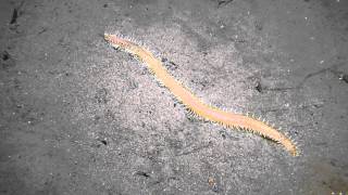 Huge polychaete worm [upl. by Eustazio189]