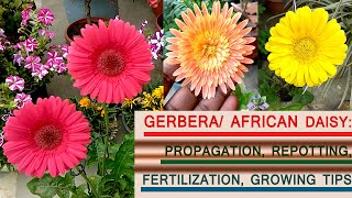 How to grow and care for Gerbera daisy Propagation repotting fertilization care tips [upl. by Shalna]