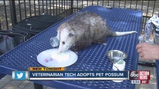 Pet possum is changing perceptions in Citrus County [upl. by Sivrad]