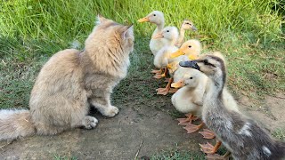 The kitten is so awesome that he tamed a group of ducklingsThe duckling has grown up again [upl. by Hoye]