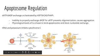 Apoptosis Lecture [upl. by Ahsilif]