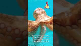 Octopuses squids and cuttlefishes use water jets [upl. by Filberto]