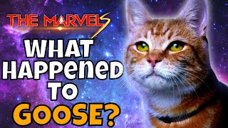 What Happened to GOOSE The Marvel Flerken Kitten MCU News [upl. by Jory]