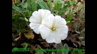 Коренастый сорняк Вьюнок полевой Chunky weed Field bindweed [upl. by Pearlstein280]