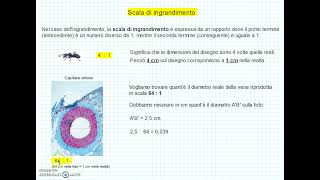 Riduzione e ingrandimento in scala [upl. by Enisaj436]