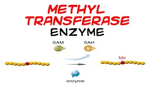 Methyltransferase enzyme [upl. by Orfurd833]