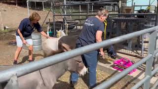 FB Livestream Goldys Farm Animal Sanctuary Join us for our visit today1107am 922024 [upl. by Greenberg]