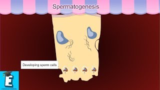 Spermatogenesis Learn for Children and Kids  EDUKID Learning [upl. by Neille]