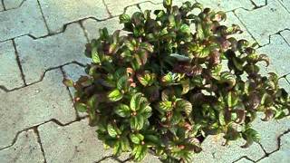 Leucothoe axillaris Curly Red [upl. by Lynette190]