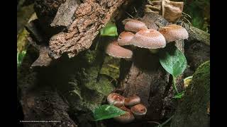 Shiitake Mushroom Growing Timelaspe  椎茸 44 [upl. by Hite267]