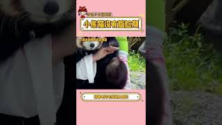 怎么会有小熊猫这种越长越可爱的生物啊 小熊猫 神奇动物在抖音 萌到爆炸了💥 动物 [upl. by Laing]