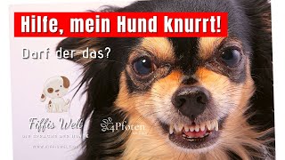 Hilfe mein Hund knurrt Darf der das [upl. by Egamlat]