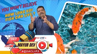 35 YEARS amp MORE LIFE  How LONG Koi Fish Can Live All about Koi Fish Mayur Dev Aquascaper [upl. by Gerardo]