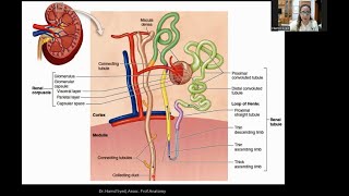 Histology of Kidney Part 1 [upl. by Ric830]