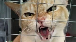 Very angry cat hissing compilation 7 [upl. by Renae]