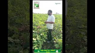 Kurnool Seeds Hybrid Cotton  Netaji Gold Neo 1653 BGII cotton hybrid highyield [upl. by Uzzial]