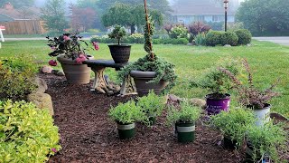 Prepping for the Garden Tour amp A Unique Plant Haul CHAD Made Me 🌻😆🌸 [upl. by Niaz]