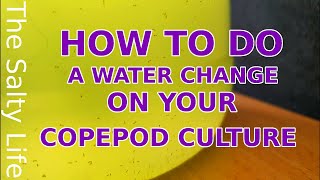 COPEPOD CULTURE WATER CHANGE  A STEP BY STEP GUIDE [upl. by Aretina]